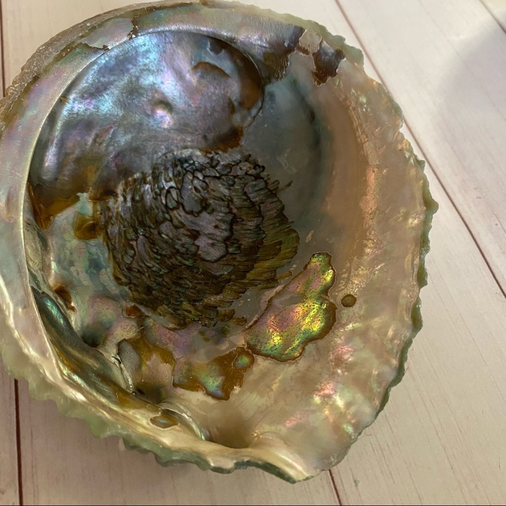 Vintage Abalone Sea Shell - Picture 3 of 9